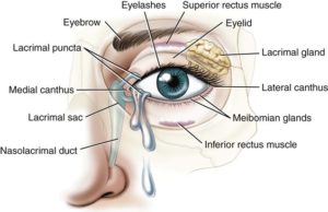 eye adnexae and surface ofthe eye
