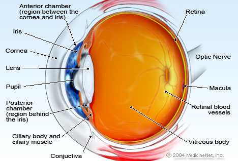 anterior eye anatomy diagram
